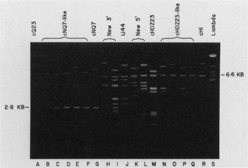 graphic file with name molcellb00074-0013-a.jpg