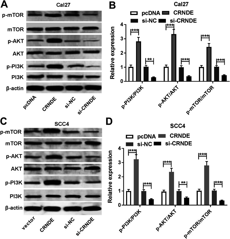 Long non-coding RNA CRNDE promote the progression of tongue squamous ...