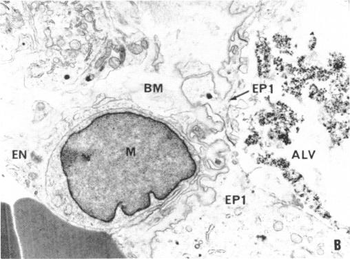 FIGURE 6. B