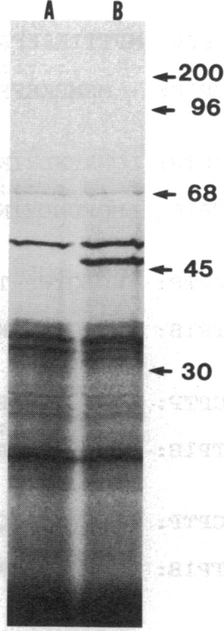 graphic file with name pnas00281-0052-a.jpg