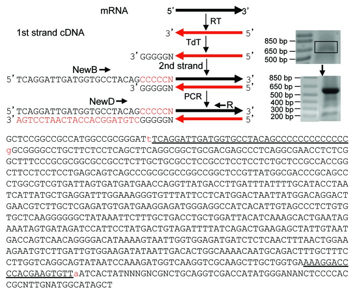 graphic file with name rna-10-957-g2.jpg