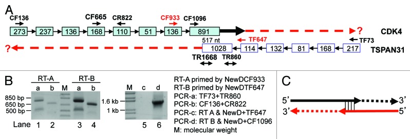 graphic file with name rna-10-957-g5.jpg