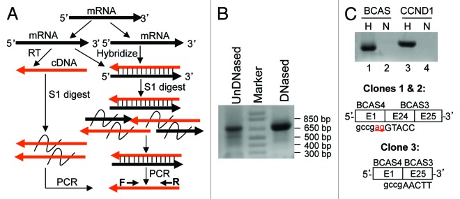 graphic file with name rna-10-957-g3.jpg