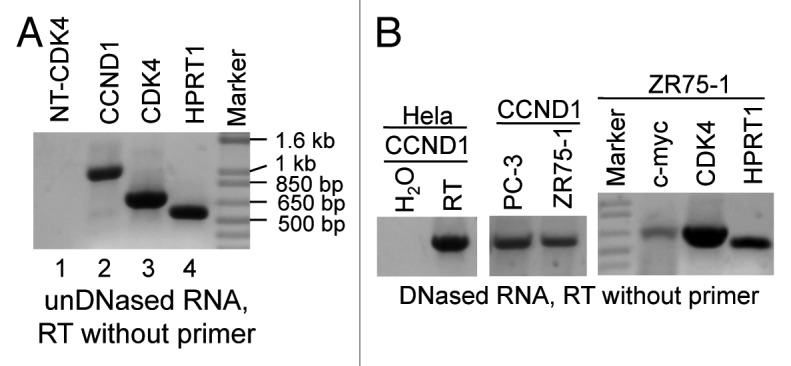 graphic file with name rna-10-957-g4.jpg