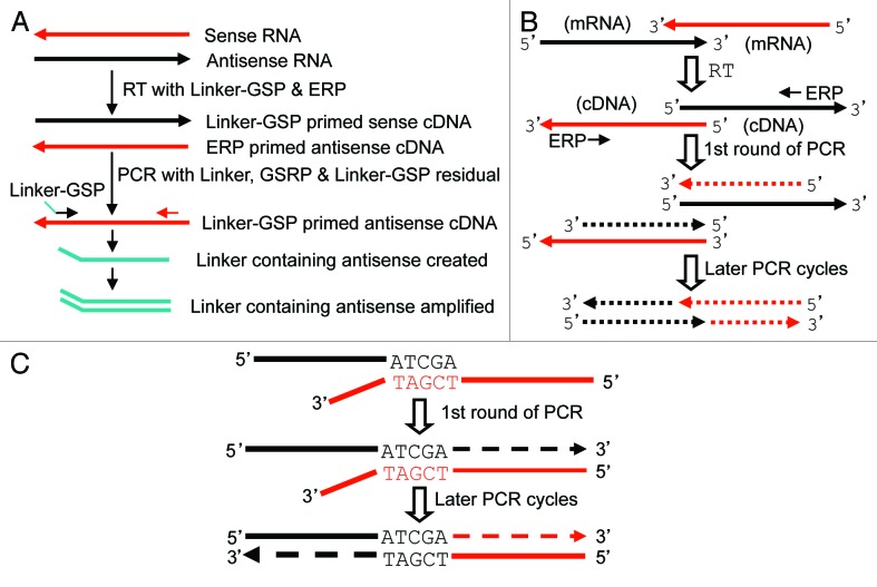 graphic file with name rna-10-957-g6.jpg