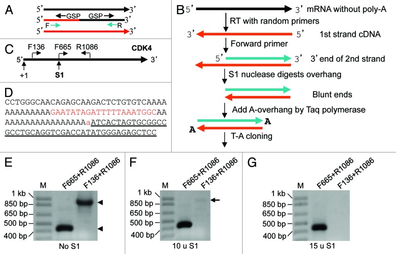 graphic file with name rna-10-957-g1.jpg