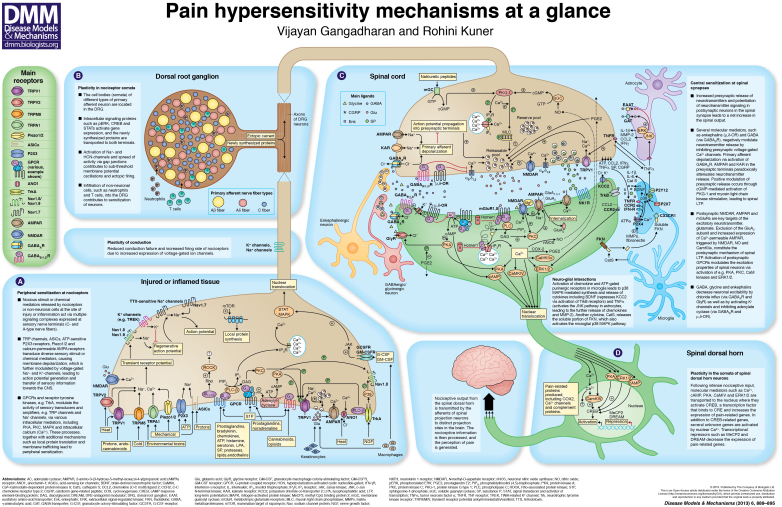 Pain hypersensitivity mechanisms at a glance - PMC