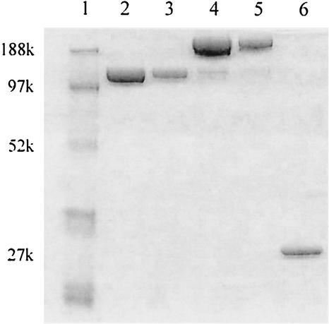 FIG. 5.