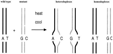 Fig 1. 