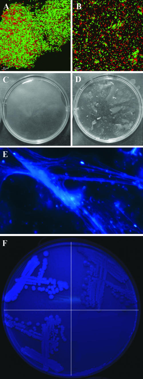 FIG. 6.