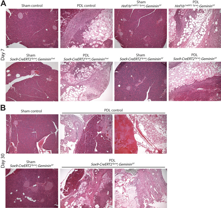 Figure 8—figure supplement 2.