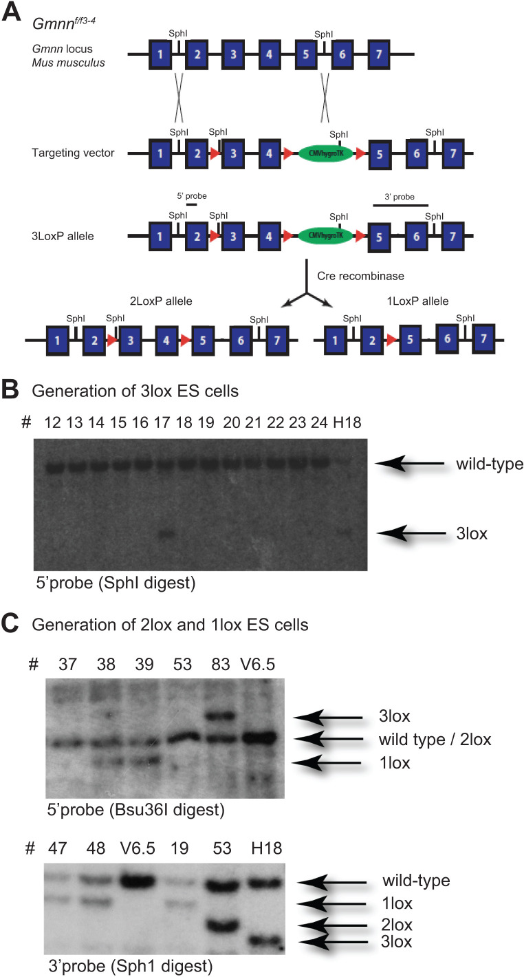 Figure 8—figure supplement 1.