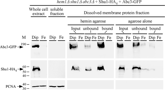 FIGURE 7.