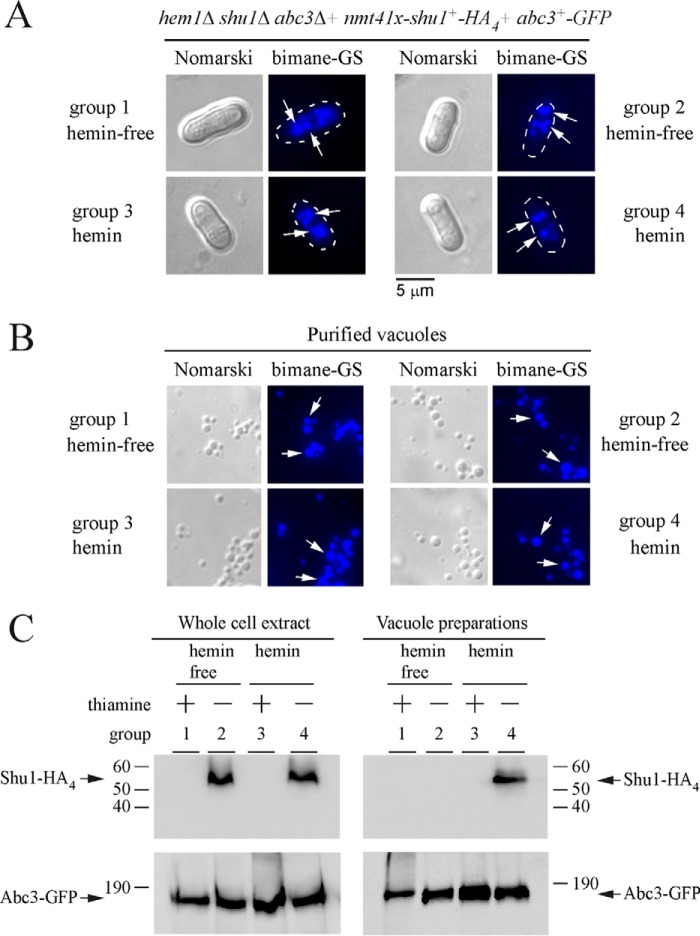 FIGURE 4.