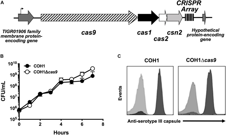 FIGURE 1