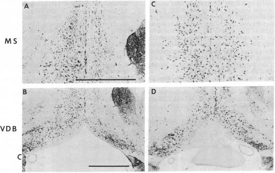 graphic file with name pnas00327-0422-a.jpg