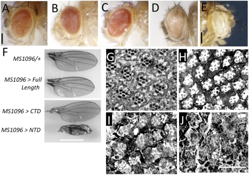 Fig. 5.