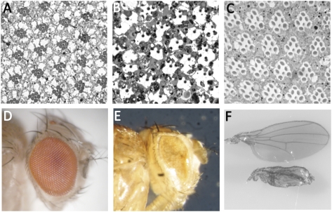 Fig. P1.