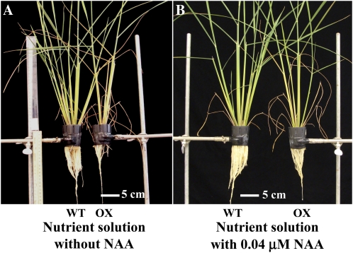 Figure 6.