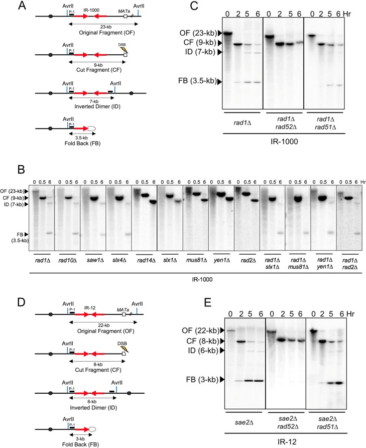 Fig 6