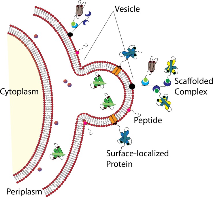 FIGURE 11