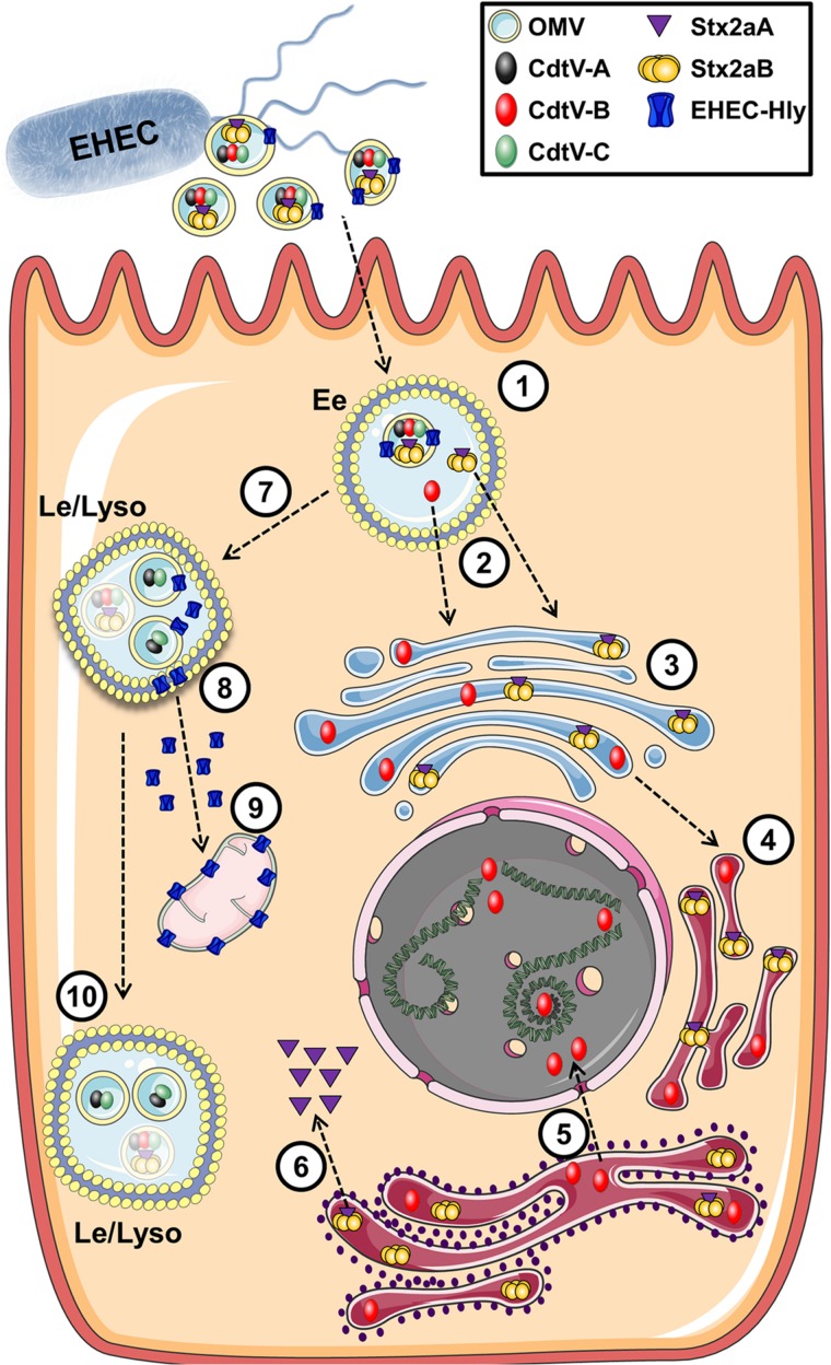 FIGURE 10