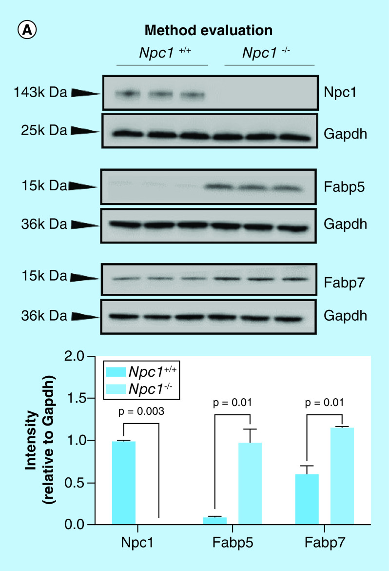 Figure 3. 