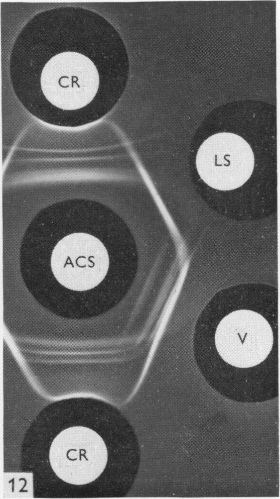 Fig. 12