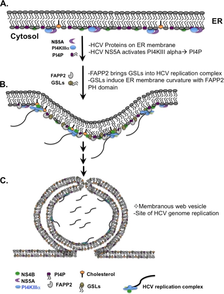 FIG 12