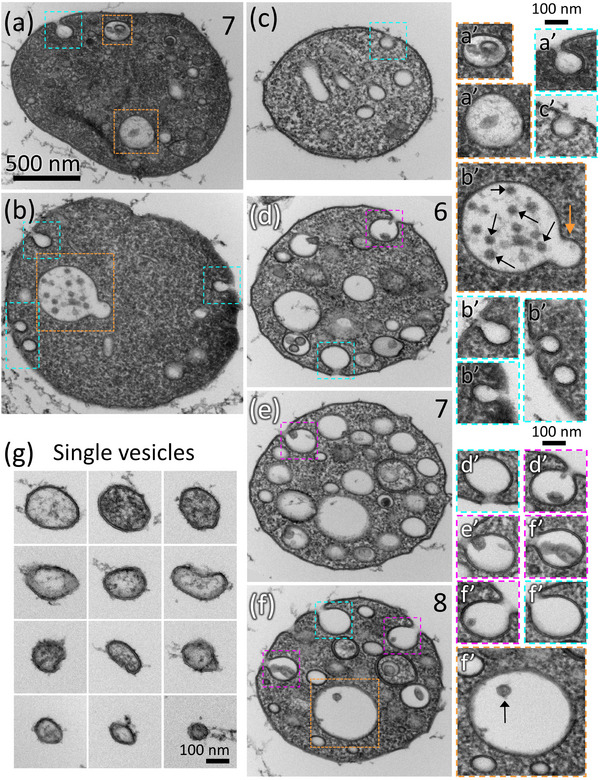 FIGURE 3