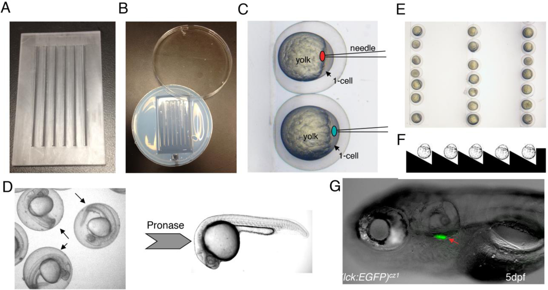 Fig.1.