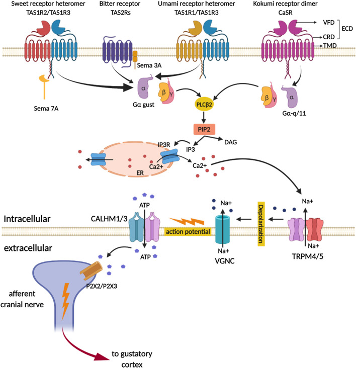 FIGURE 3