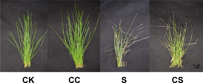 Figure 1