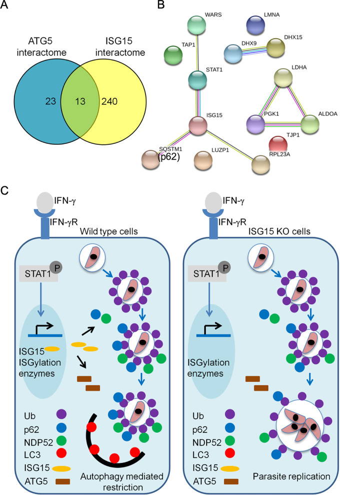 FIG 6