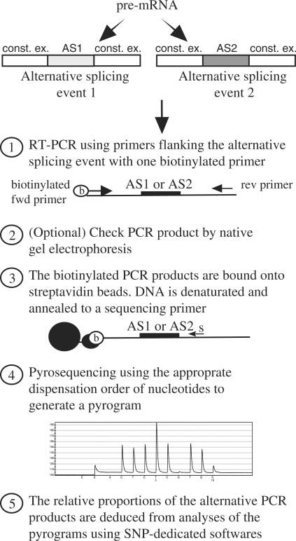 Figure 1.