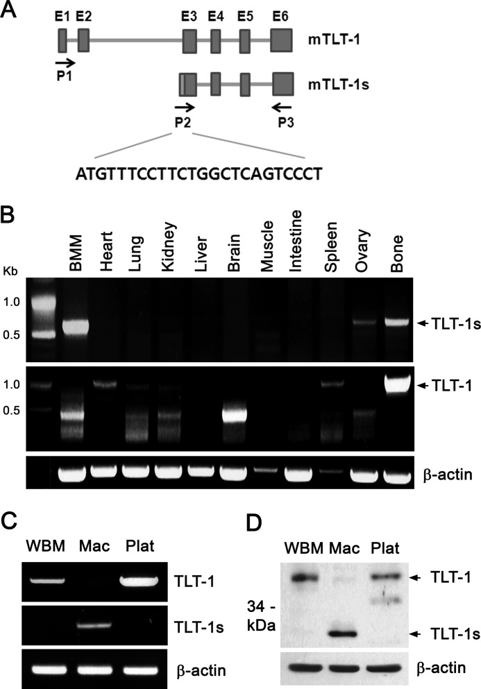 FIGURE 1.