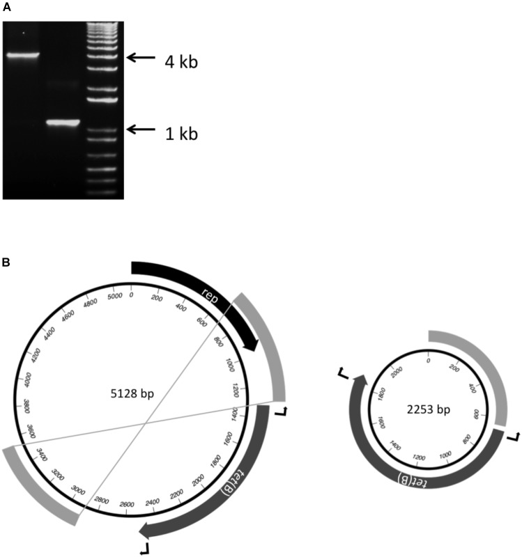 FIGURE 2