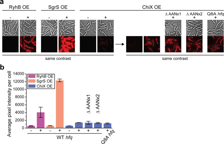 Figure 3—figure supplement 2.