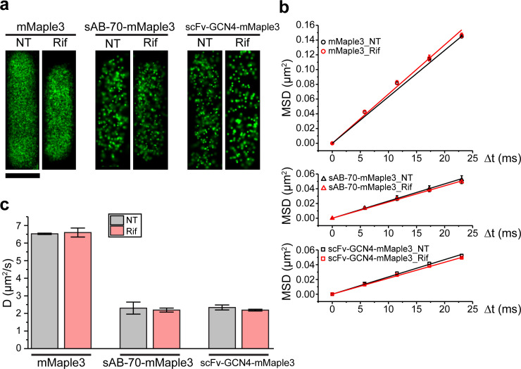 Figure 2—figure supplement 1.