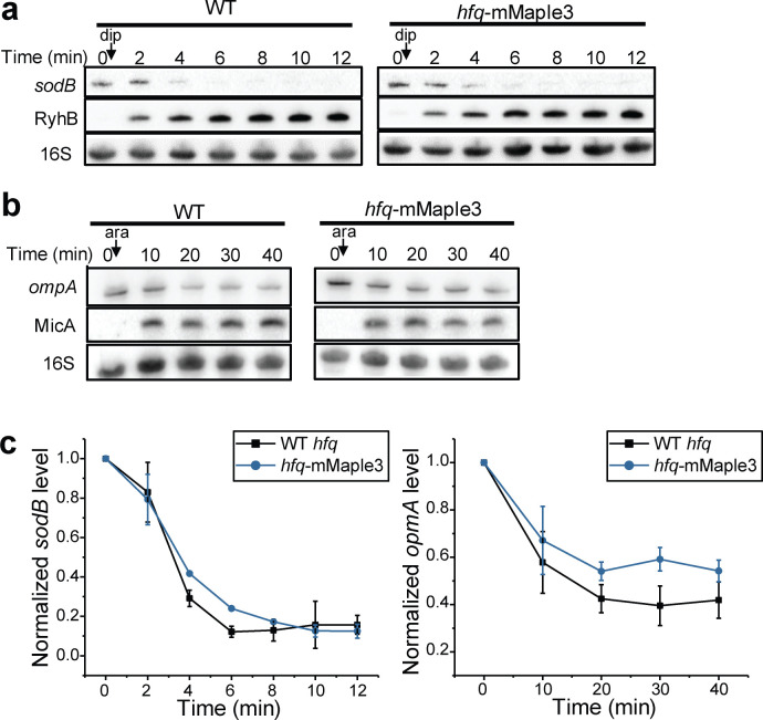 Figure 1—figure supplement 2.