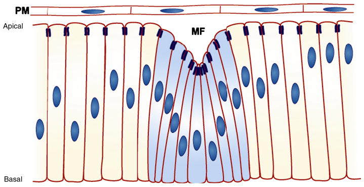 Fig. 7