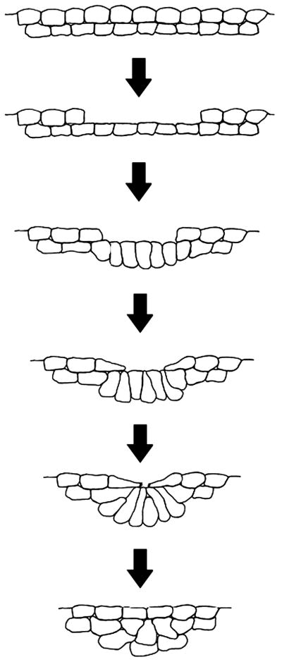 Fig. 9