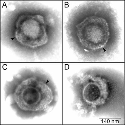 FIG. 5.