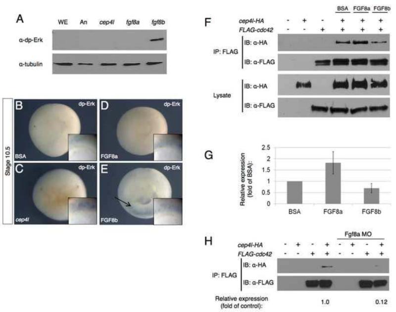 Fig. 9