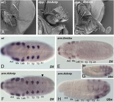 Fig. 5.