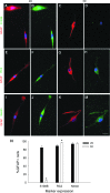 <b>FIG. 7.</b>