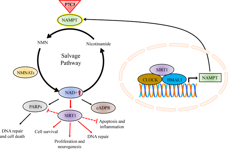 Figure 3.