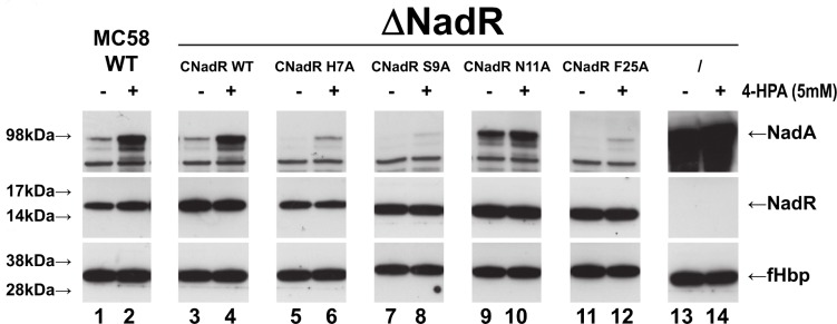 Fig 9