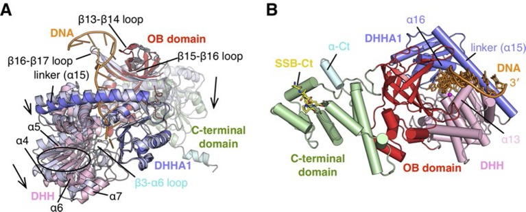 Figure 2—figure supplement 1.