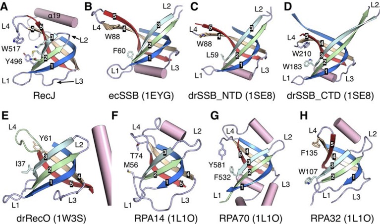 Figure 4—figure supplement 1.